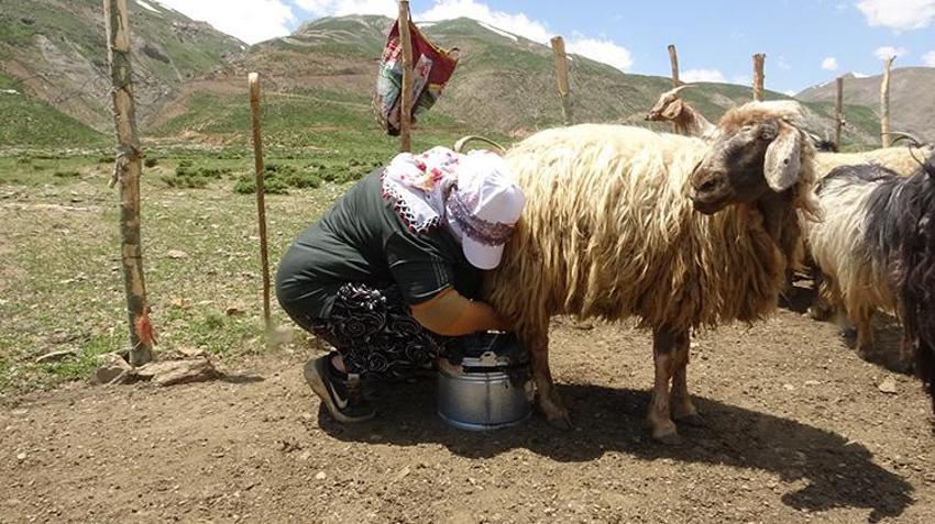 Yayla sezonu açıldı, Meşhur Hakkari otlu peynirinin yolculuğu başladı: Kışlık siparişler şimdiden hazırlanıyor
