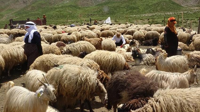 Yayla sezonu açıldı, Meşhur Hakkari otlu peynirinin yolculuğu başladı: Kışlık siparişler şimdiden hazırlanıyor