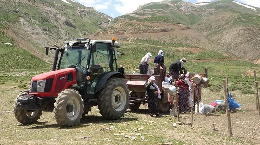 Yayla sezonu açıldı, Meşhur Hakkari otlu peynirinin yolculuğu başladı: Kışlık siparişler şimdiden hazırlanıyor