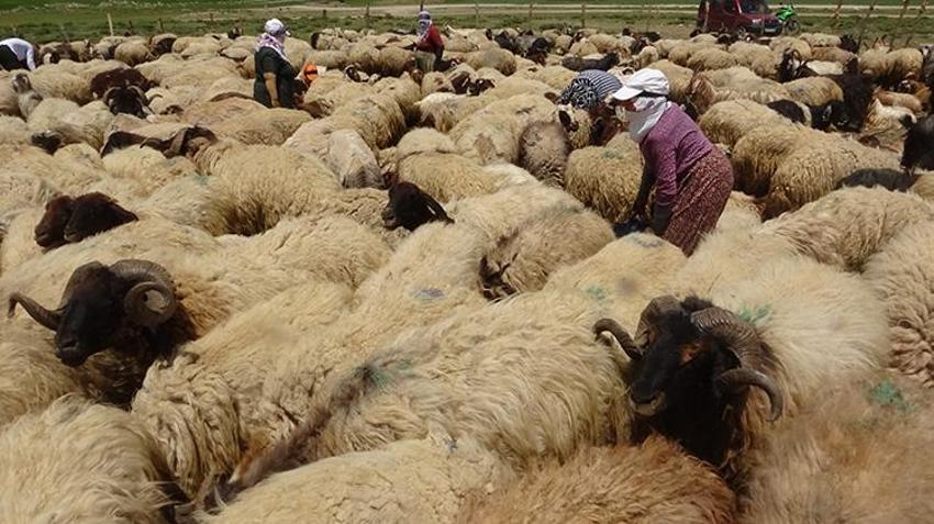 Yayla sezonu açıldı, Meşhur Hakkari otlu peynirinin yolculuğu başladı: Kışlık siparişler şimdiden hazırlanıyor