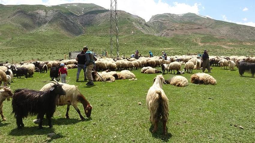 Yayla sezonu açıldı, Meşhur Hakkari otlu peynirinin yolculuğu başladı: Kışlık siparişler şimdiden hazırlanıyor