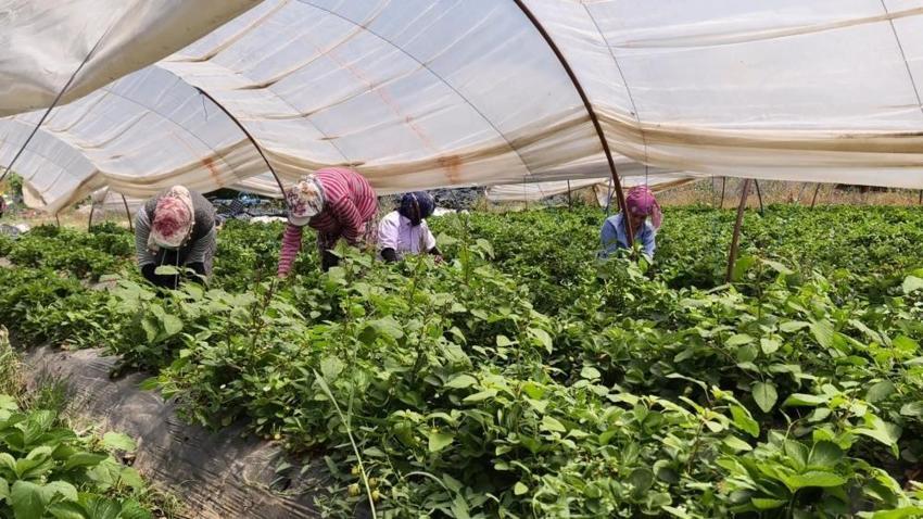 Aydınlı kadınların günlük bin liraya yapıyor: İncirliova'da kızgın güneşin altında topluyorlar