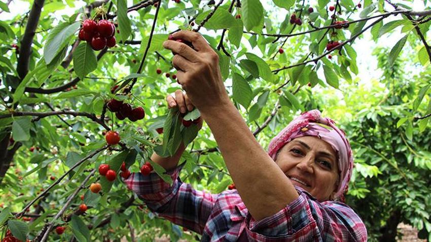 Dünya lideri Türkiye’de kiraz hasadı başladı! Geçen yılki zararın ardından 2026'da rekor geliyor