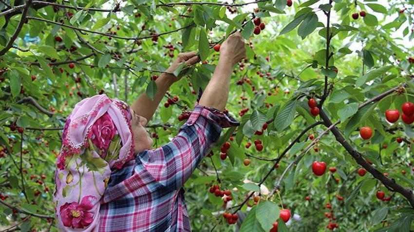 Dünya lideri Türkiye’de kiraz hasadı başladı! Geçen yılki zararın ardından 2026'da rekor geliyor