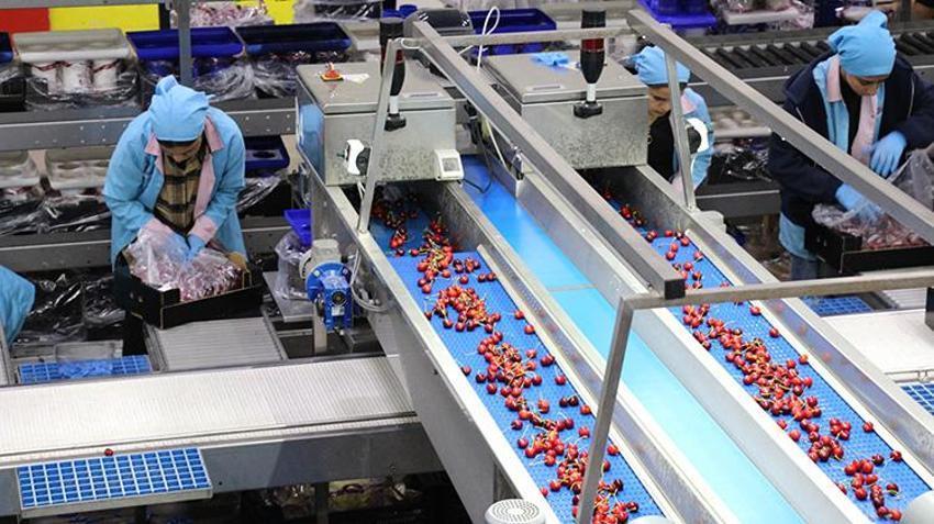 Dünya lideri Türkiye’de kiraz hasadı başladı! Geçen yılki zararın ardından 2026'da rekor geliyor
