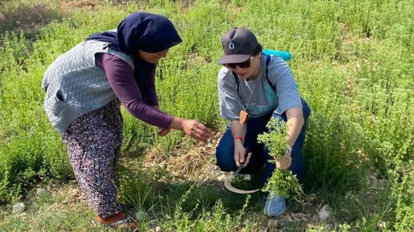 Ruslar o ürün için Denizli'ye akın etti! Tarlalara girip hasat yaptılar