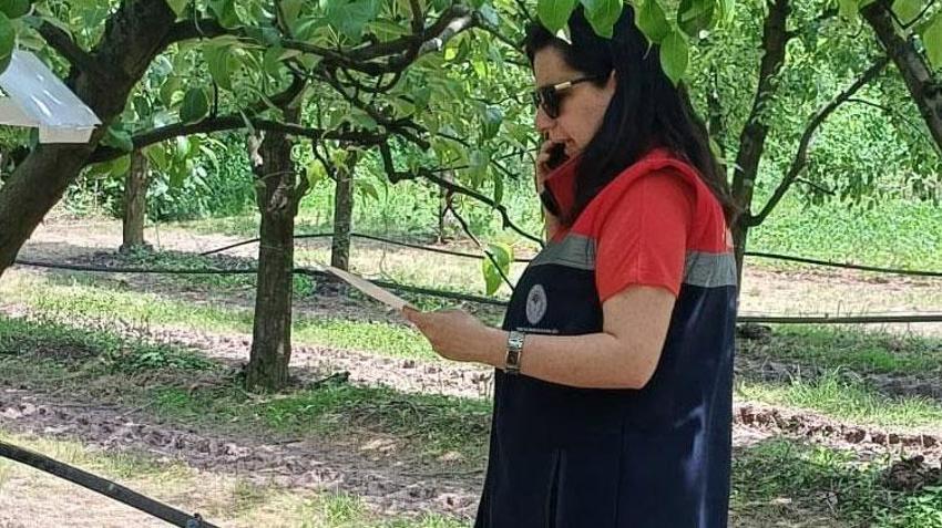 Fındık üreticilerine kritik uyarı! Çiftçilere tek tek bildirildi: Gecikmeyin