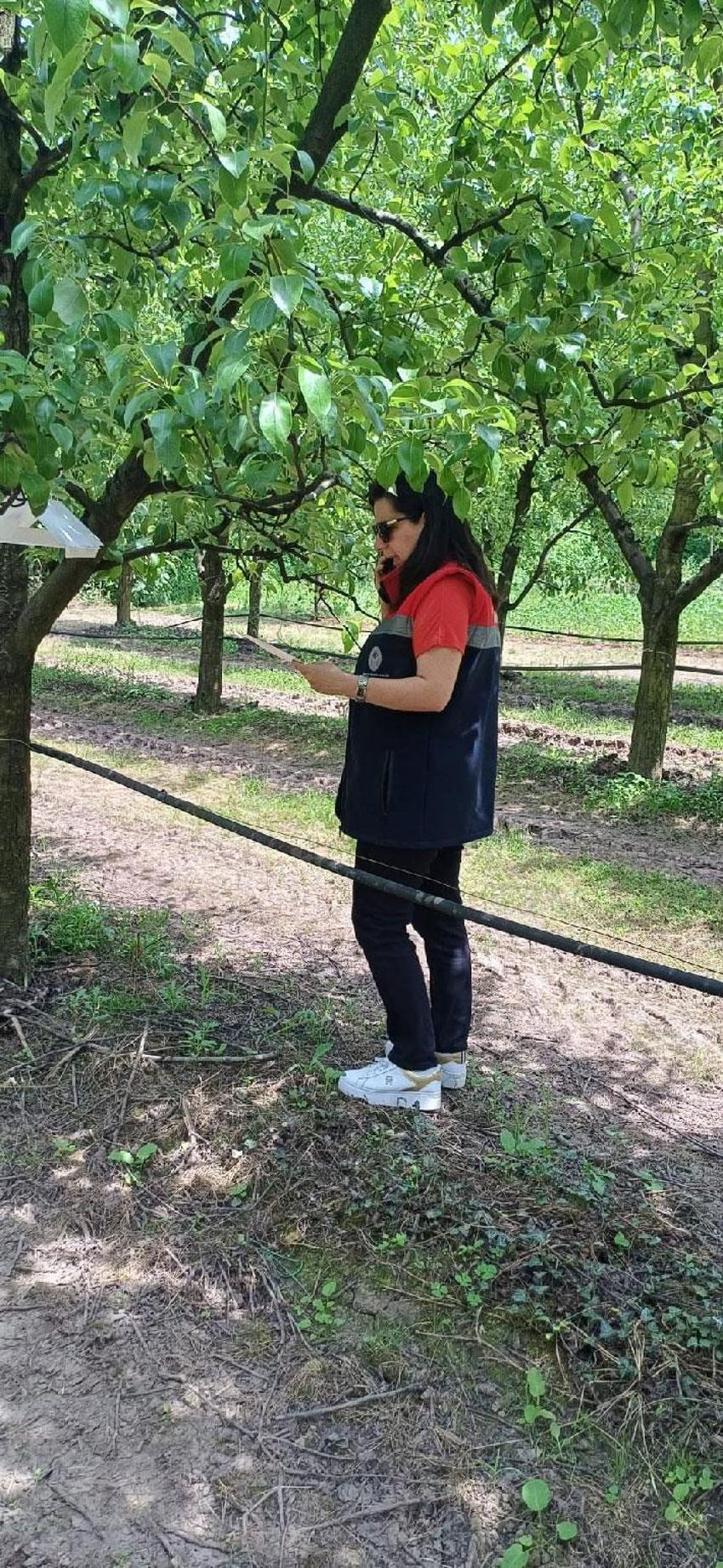 Fındık üreticilerine kritik uyarı! Çiftçilere tek tek bildirildi: Gecikmeyin