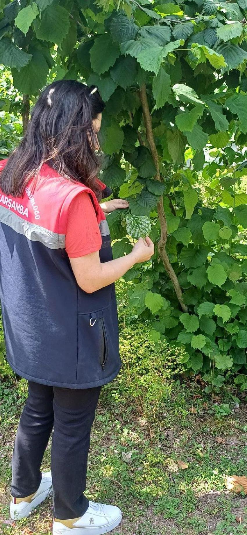 Fındık üreticilerine kritik uyarı! Çiftçilere tek tek bildirildi: Gecikmeyin
