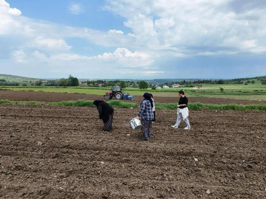 Sözleşmeli tarım modeli kapsamında Ladik fasulyesi yeniden toprakla buluştu