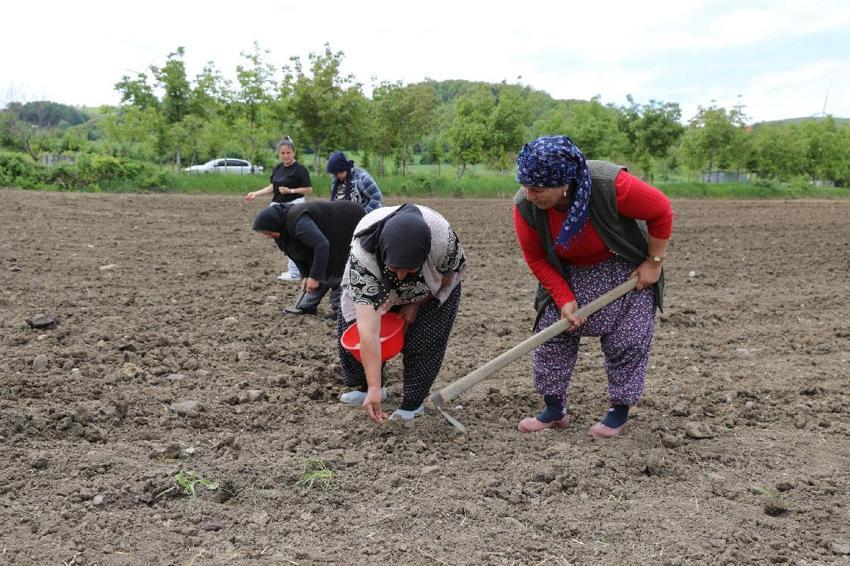 Sözleşmeli tarım modeli kapsamında Ladik fasulyesi yeniden toprakla buluştu