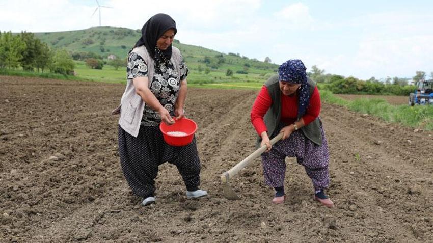 Sözleşmeli tarım modeli kapsamında Ladik fasulyesi yeniden toprakla buluştu