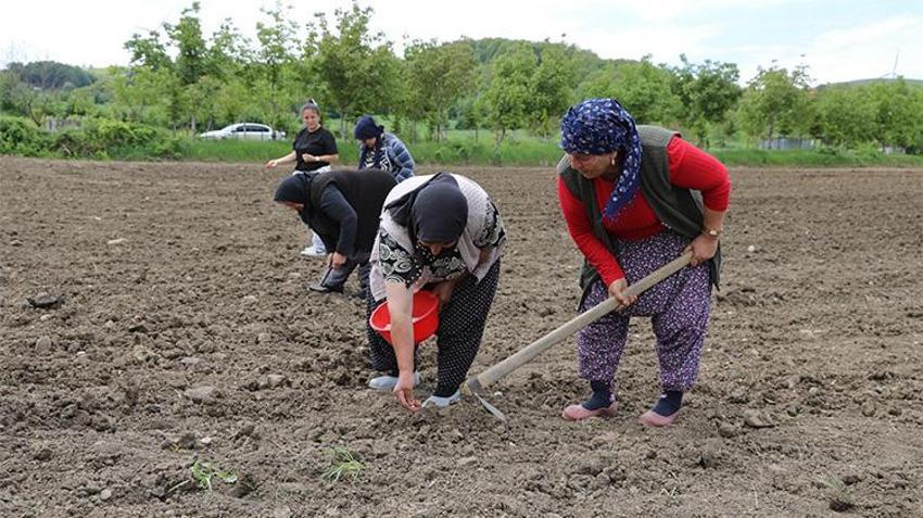 Samsun'da kırsal kalkınma hamlesi! Üreticinin pazarlama kaygısı bitti, satın alma garantisi geldi, marka haline gelecek