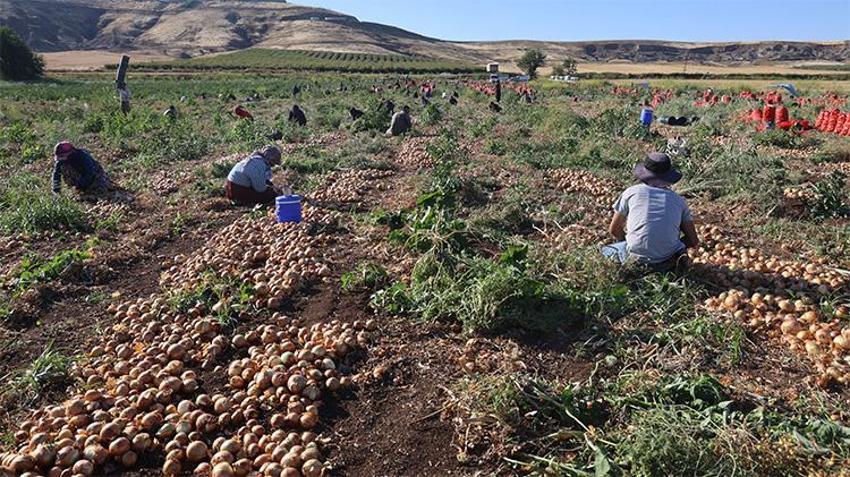 Soğan tarlada uçuşa geçti: 10 günde 18 TL’den 30 TL’ye yükseldi