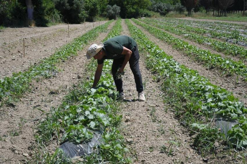 Pazardan bile ucuz! Aydın'da belediye kendi arazisinde üretip halka satıyor! Tam 6 yıldır aralıksız üretiyorlar, 21 dönümden bereket fışkırıyor