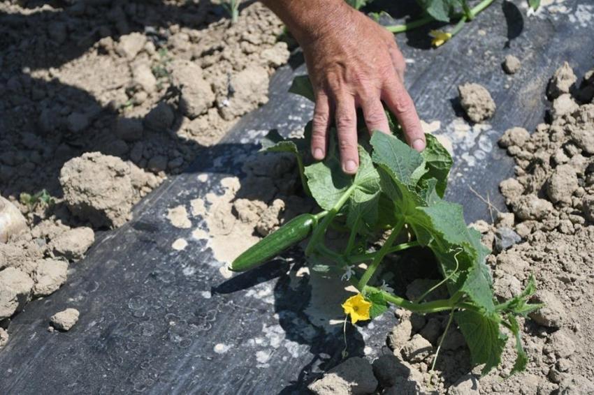 Pazardan bile ucuz! Aydın'da belediye kendi arazisinde üretip halka satıyor! Tam 6 yıldır aralıksız üretiyorlar, 21 dönümden bereket fışkırıyor