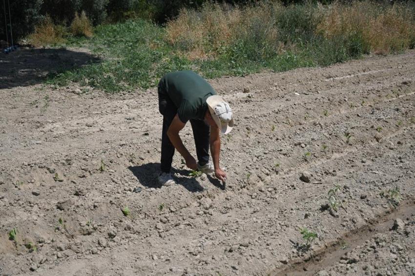 Pazardan bile ucuz! Aydın'da belediye kendi arazisinde üretip halka satıyor! Tam 6 yıldır aralıksız üretiyorlar, 21 dönümden bereket fışkırıyor