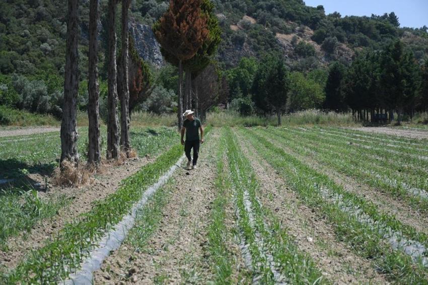 Pazardan bile ucuz! Aydın'da belediye kendi arazisinde üretip halka satıyor! Tam 6 yıldır aralıksız üretiyorlar, 21 dönümden bereket fışkırıyor