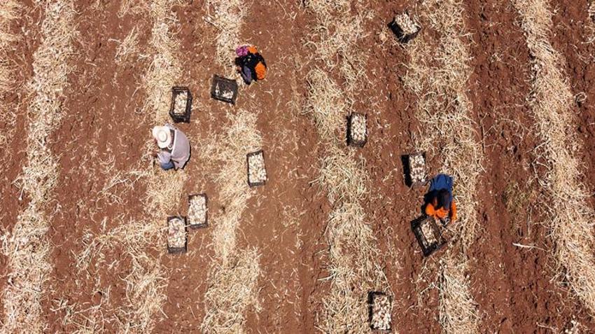 Dünyada ilk 5'te yer alıyor! Tarladan markete fiyat 3'e katlandı, üretici kazanamıyor