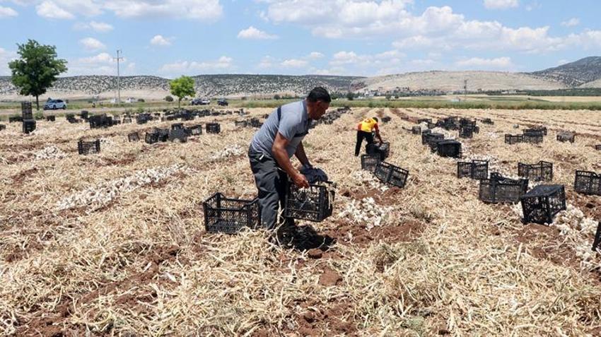 Dünyada ilk 5'te yer alıyor! Tarladan markete fiyat 3'e katlandı, üretici kazanamıyor