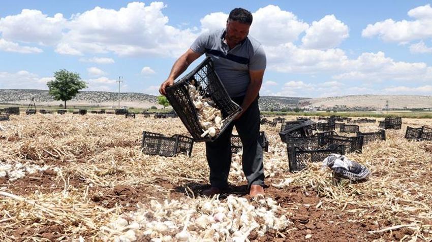 Dünyada ilk 5'te yer alıyor! Tarladan markete fiyat 3'e katlandı, üretici kazanamıyor