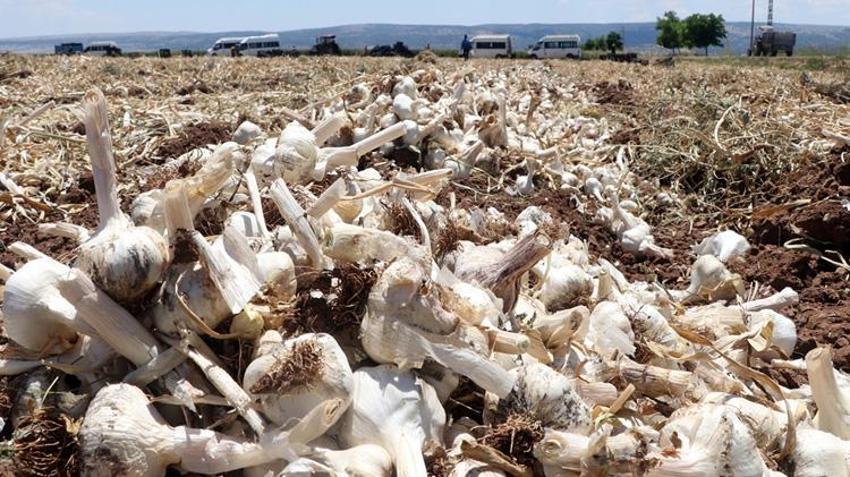 Dünyada ilk 5'te yer alıyor! Tarladan markete fiyat 3'e katlandı, üretici kazanamıyor