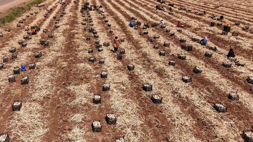 Dünyada ilk 5'te yer alıyor! Tarladan markete fiyat 3'e katlandı, üretici kazanamıyor
