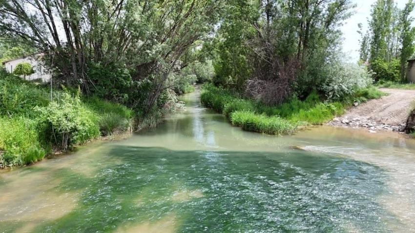 Sivas'ta yeniden hayata tutundu: Yağmurlar can verdi