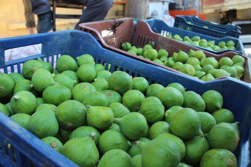 Aydın'da sezonu başladı: Kilosu 500 liraya gidiyor