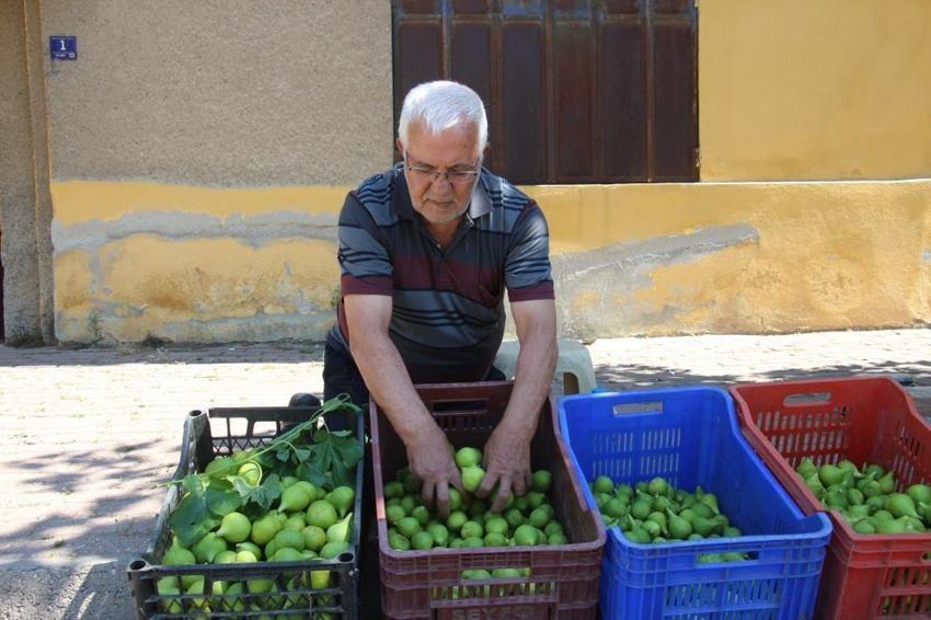 Aydın'da sezonu başladı: Kilosu 500 liraya gidiyor