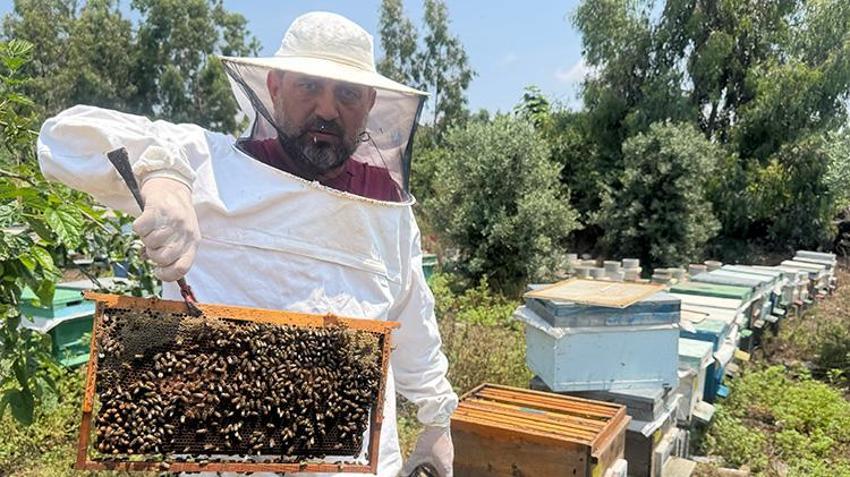Kovanlara gizlice atıyorlar, sofralara zehir olarak geliyor! Arıcılarda yayla göçü öncesi alarm verildi: O ilaç petekleri değil hayatları karartıyor