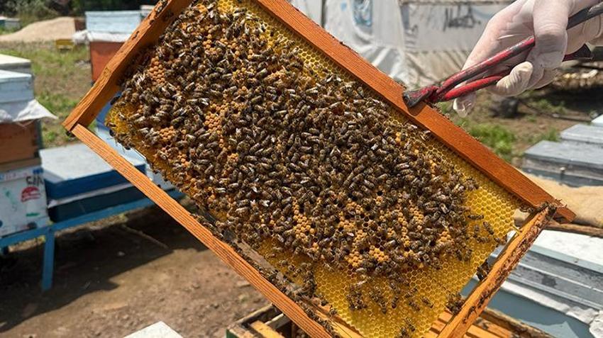 Kovanlara gizlice atıyorlar, sofralara zehir olarak geliyor! Arıcılarda yayla göçü öncesi alarm verildi: O ilaç petekleri değil hayatları karartıyor