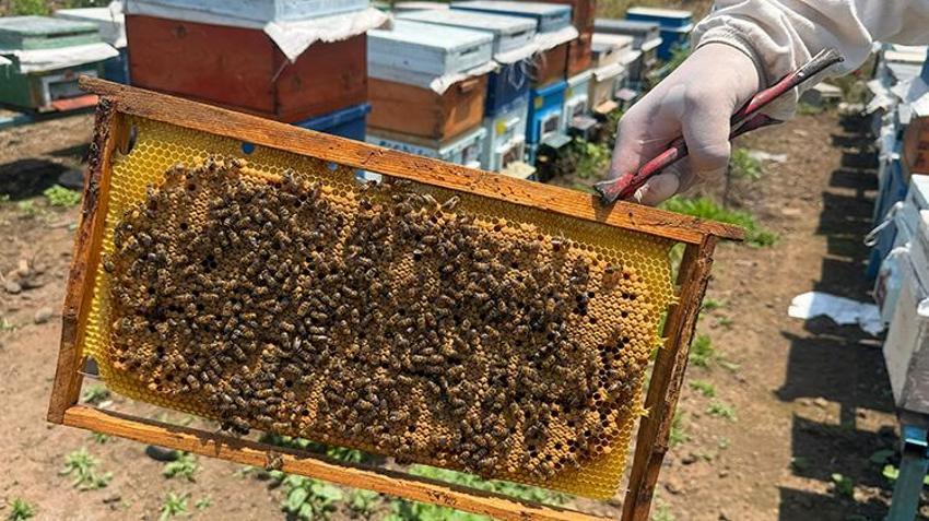 Kovanlara gizlice atıyorlar, sofralara zehir olarak geliyor! Arıcılarda yayla göçü öncesi alarm verildi: O ilaç petekleri değil hayatları karartıyor