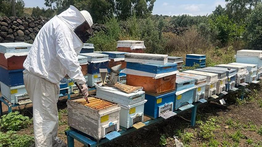 Kovanlara gizlice atıyorlar, sofralara zehir olarak geliyor! Arıcılarda yayla göçü öncesi alarm verildi: O ilaç petekleri değil hayatları karartıyor
