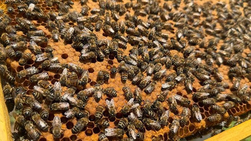 Kovanlara gizlice atıyorlar, sofralara zehir olarak geliyor! Arıcılarda yayla göçü öncesi alarm verildi: O ilaç petekleri değil hayatları karartıyor