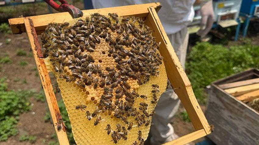 Kovanlara gizlice atıyorlar, sofralara zehir olarak geliyor! Arıcılarda yayla göçü öncesi alarm verildi: O ilaç petekleri değil hayatları karartıyor