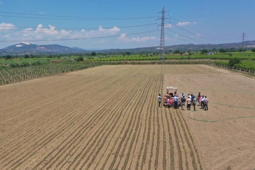 Manisalı binlerce ailenin geçim kaynağI! Üreticiler 'sarı altın' için tarlalara akın etti
