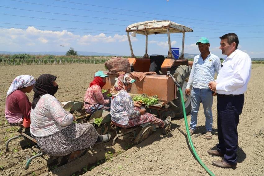 Manisalı binlerce ailenin geçim kaynağI! Üreticiler 'sarı altın' için tarlalara akın etti