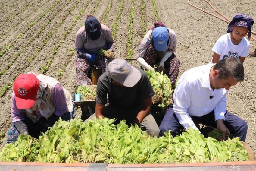 Manisalı binlerce ailenin geçim kaynağI! Üreticiler 'sarı altın' için tarlalara akın etti