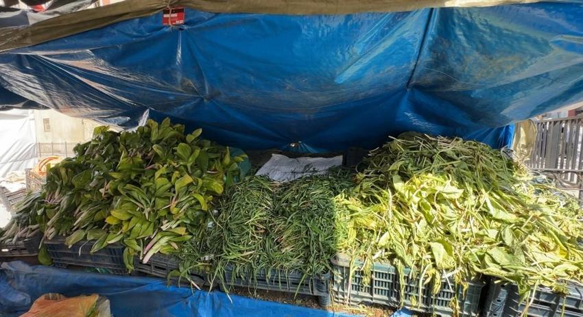 Şifalı otlar vatandaşın geçim kapısı oldu! Yüksekova dağlarının bitkileri tezgahlardaki yerini aldı