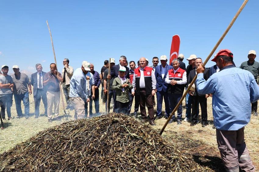 Adıyaman’ın asırlık eşsiz lezzeti firik bulgurunun hasadı başladı