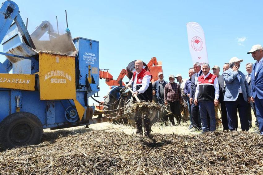 Adıyaman’ın asırlık eşsiz lezzeti firik bulgurunun hasadı başladı