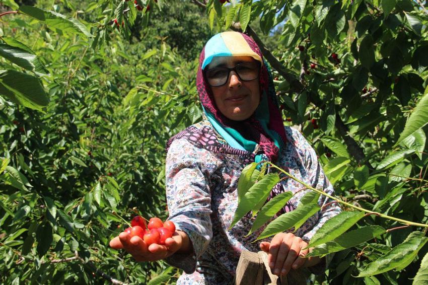 Manisa Salihli'de üretiliyor dünya sofralarını süslüyor