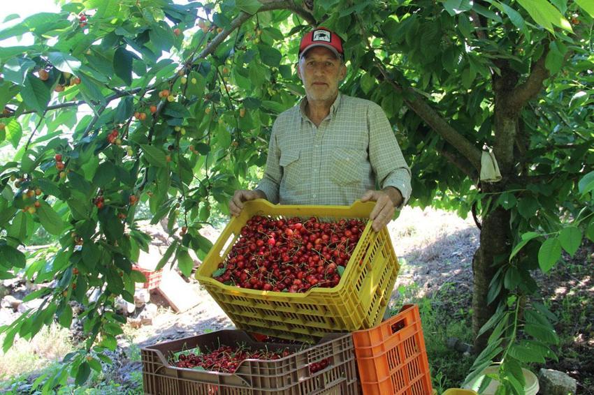 Manisa Salihli'de üretiliyor dünya sofralarını süslüyor