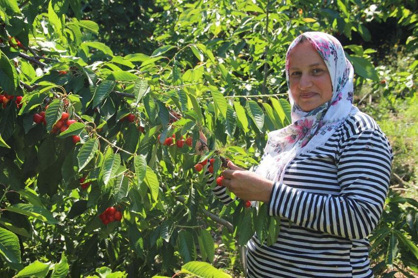 Manisa Salihli'de üretiliyor dünya sofralarını süslüyor