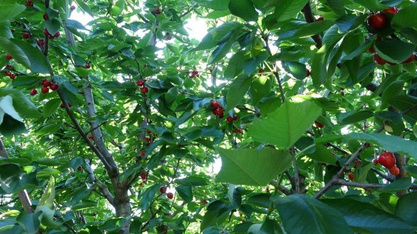 Türkiye'nin üretim merkezi meyvenin kalbi Lapseki'den kalpli kirazlar