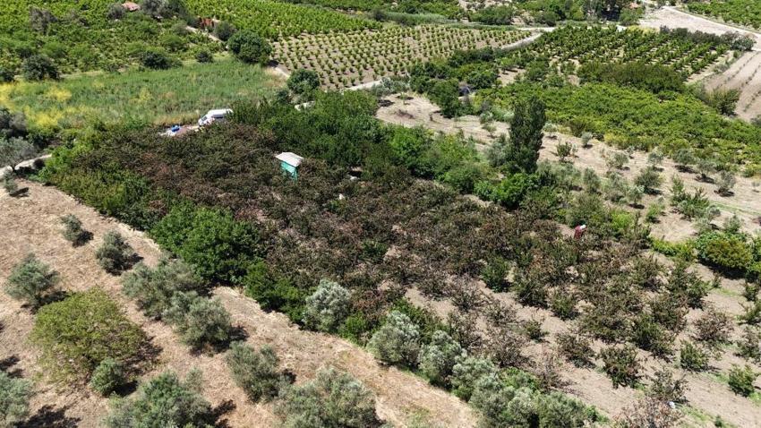 Türkiye'nin üretim merkezi meyvenin kalbi Lapseki'den kalpli kirazlar