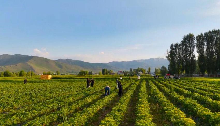 Çileği tarlasında yemek serbest, götürmek ücretli