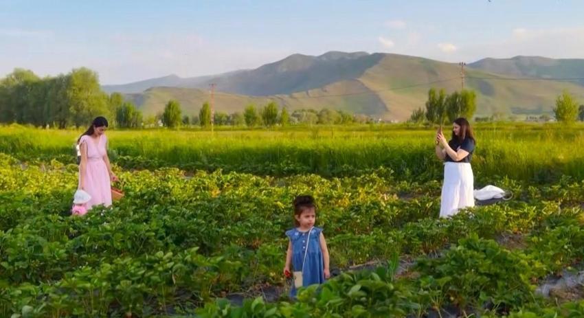 Çileği tarlasında yemek serbest, götürmek ücretli