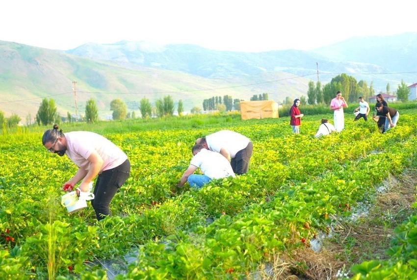 Çileği tarlasında yemek serbest, götürmek ücretli